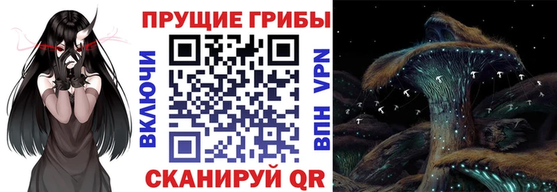 купить наркоту  MEGA ССЫЛКА  Псилоцибиновые грибы Psilocybine cubensis  Новоалександровск 